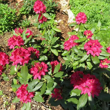 Habitación en casa particular Maglanderhof Unterlamm (Styria)